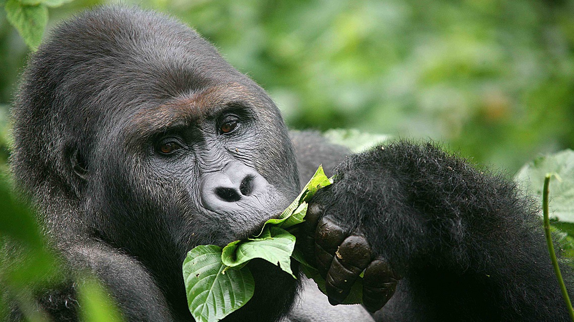 The eastern lowland gorilla isn’t doing well. It’s now critically ...