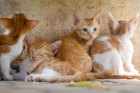 Oasi felina di Portaportese, al via “adotta un amico”