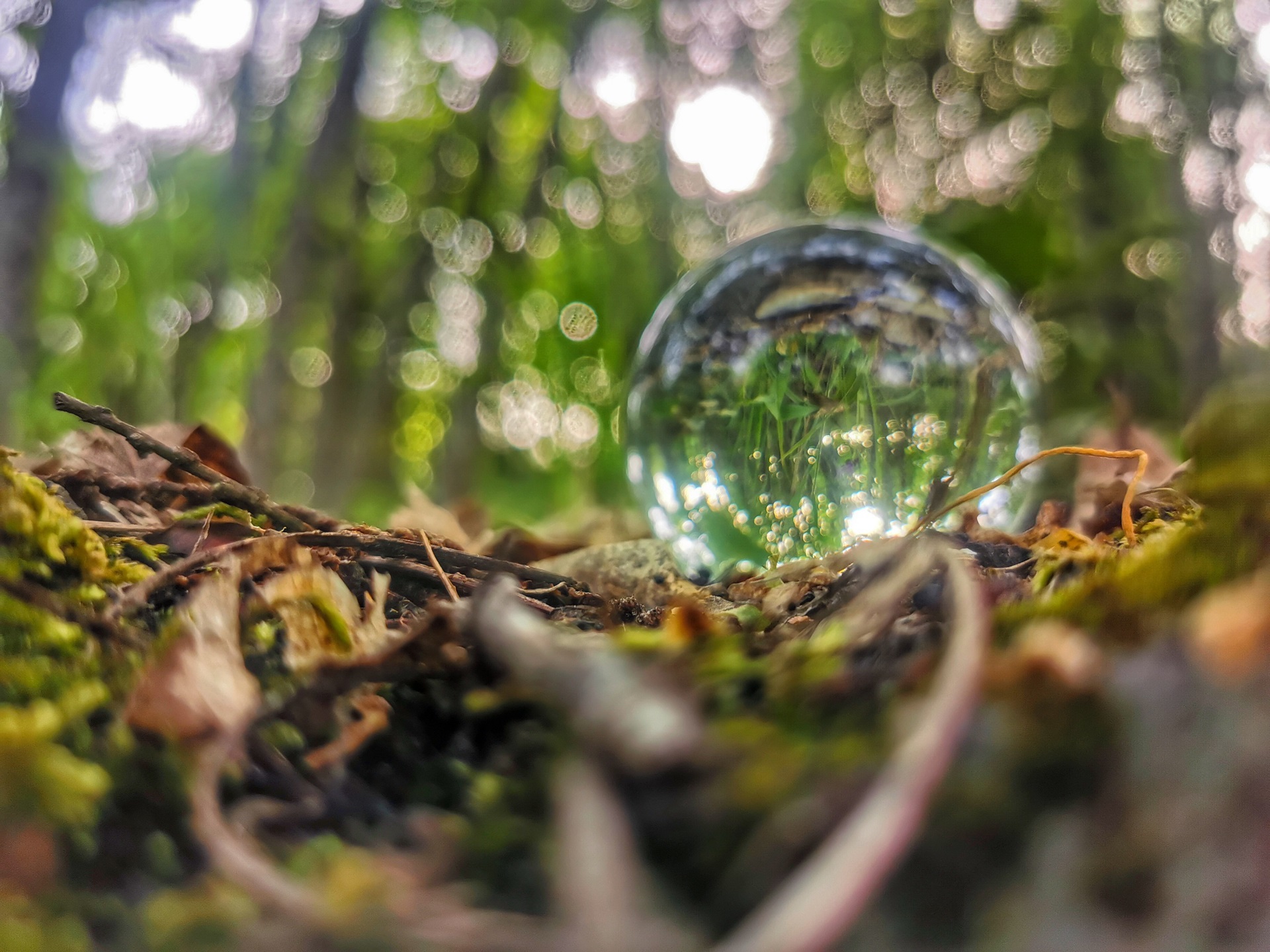 Foreste italiane, Catania