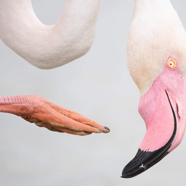 La natura in mostra a Milano, al Wildlife Photographer of the Year 2025 ...