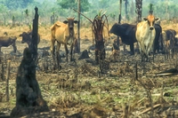 Come finisce nei supermercati la carne bovina responsabile della deforestazione in Amazzonia