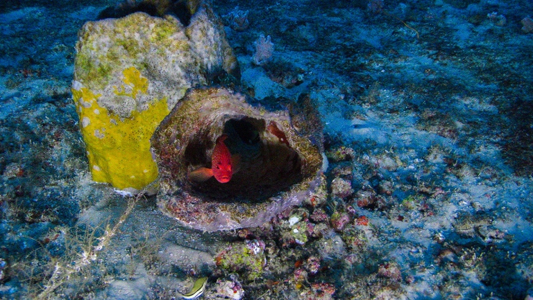 amazon reef