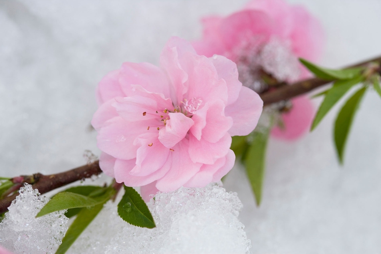 fiori invernali di camelia