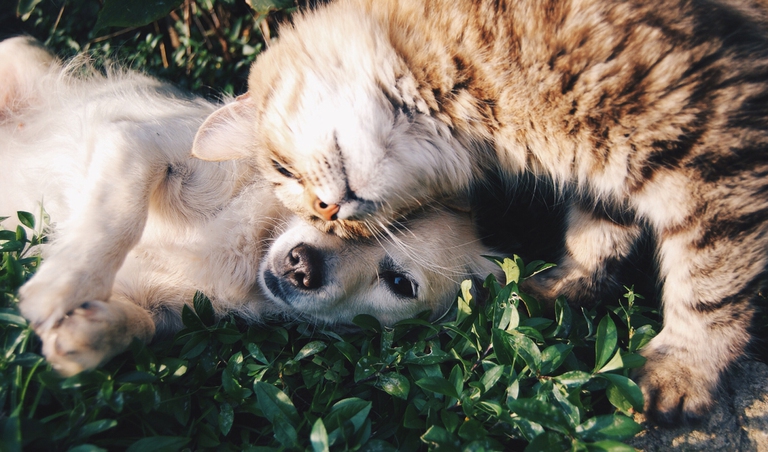 cani e gatti