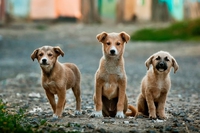 Puglia, approvato un moderno disegno di legge sui diritti degli animali e sulla prevenzione del randagismo