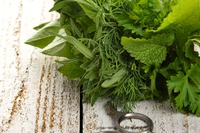 Erbe selvatiche in cucina, proprietà e uso