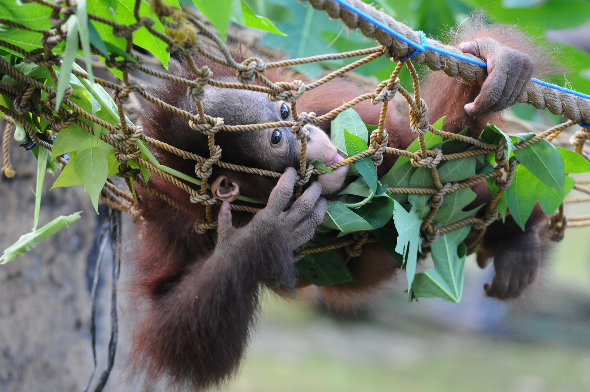 Damai e Rizki, due cuccioli di orango tornano il libertà
