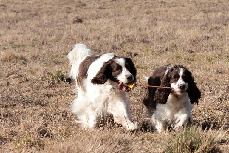 2 springer spaniel