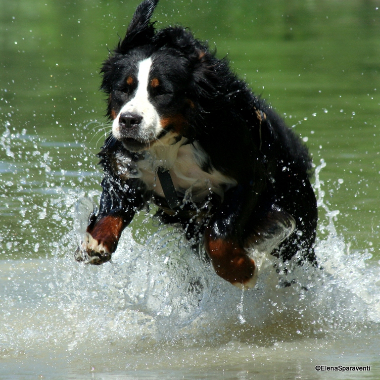 igiene orale nel cane per un cane sano