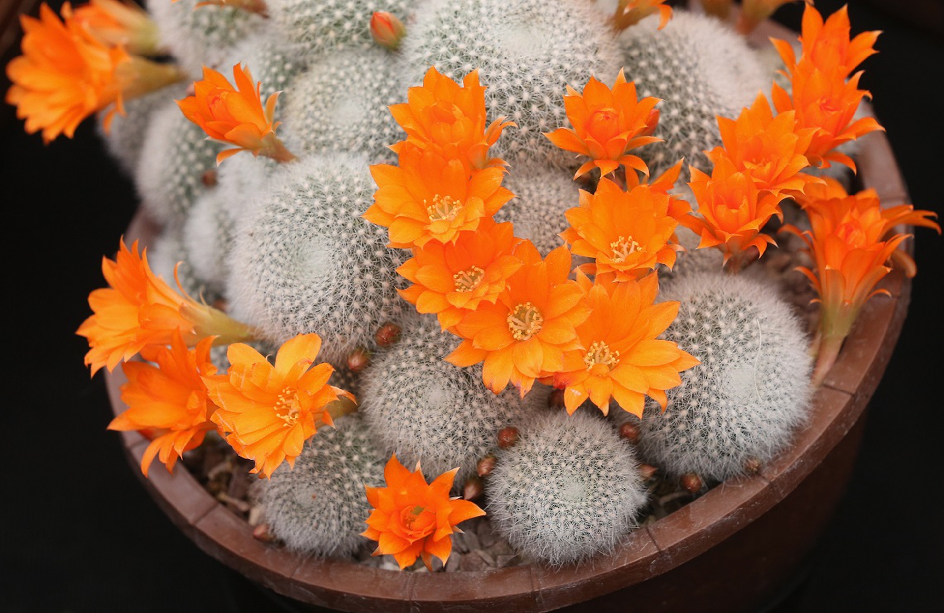 cactus fiori