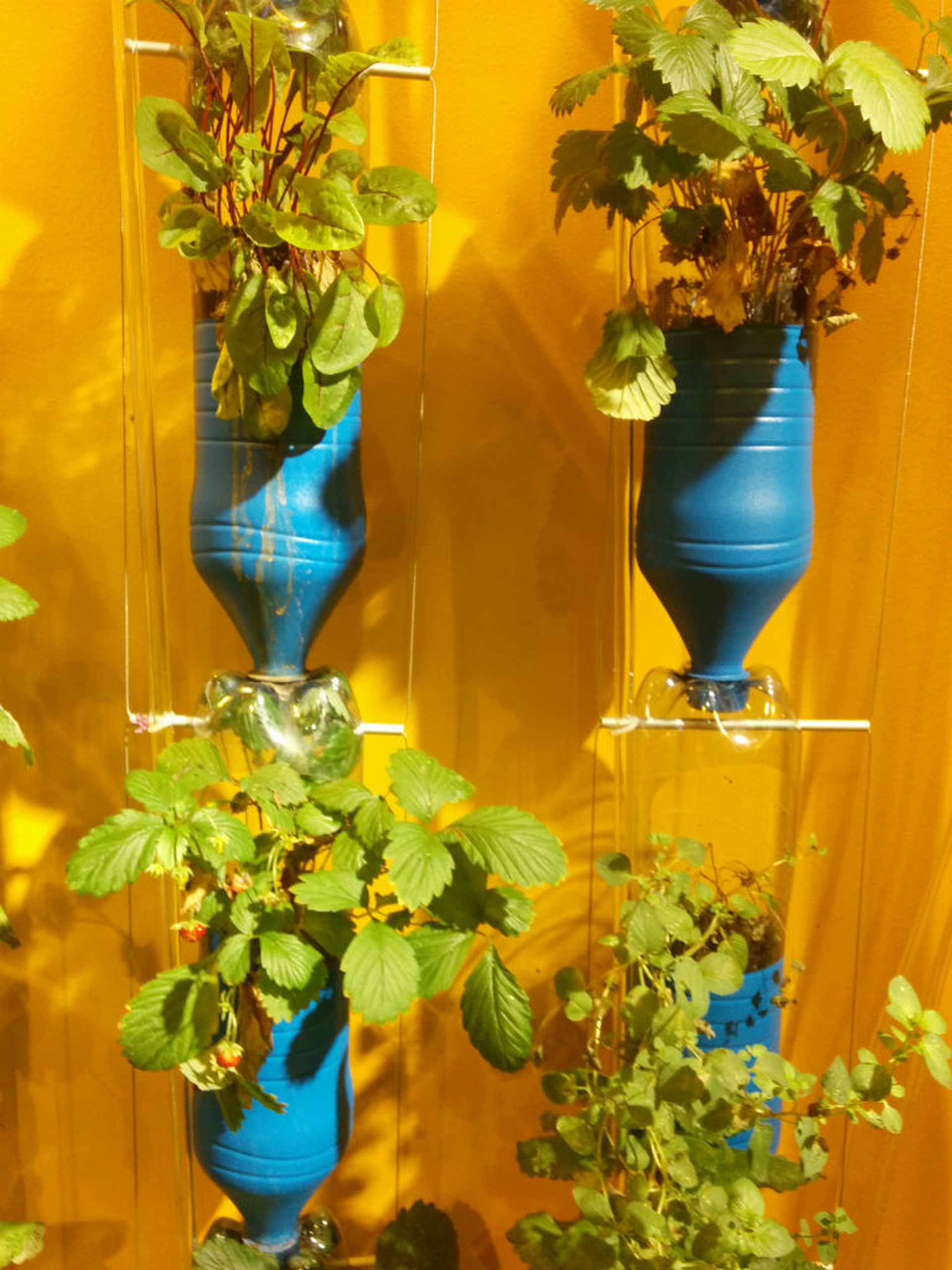 La Germania a Expo parla di clima, biodiversità, suolo e acqua. Per il pianeta di domani