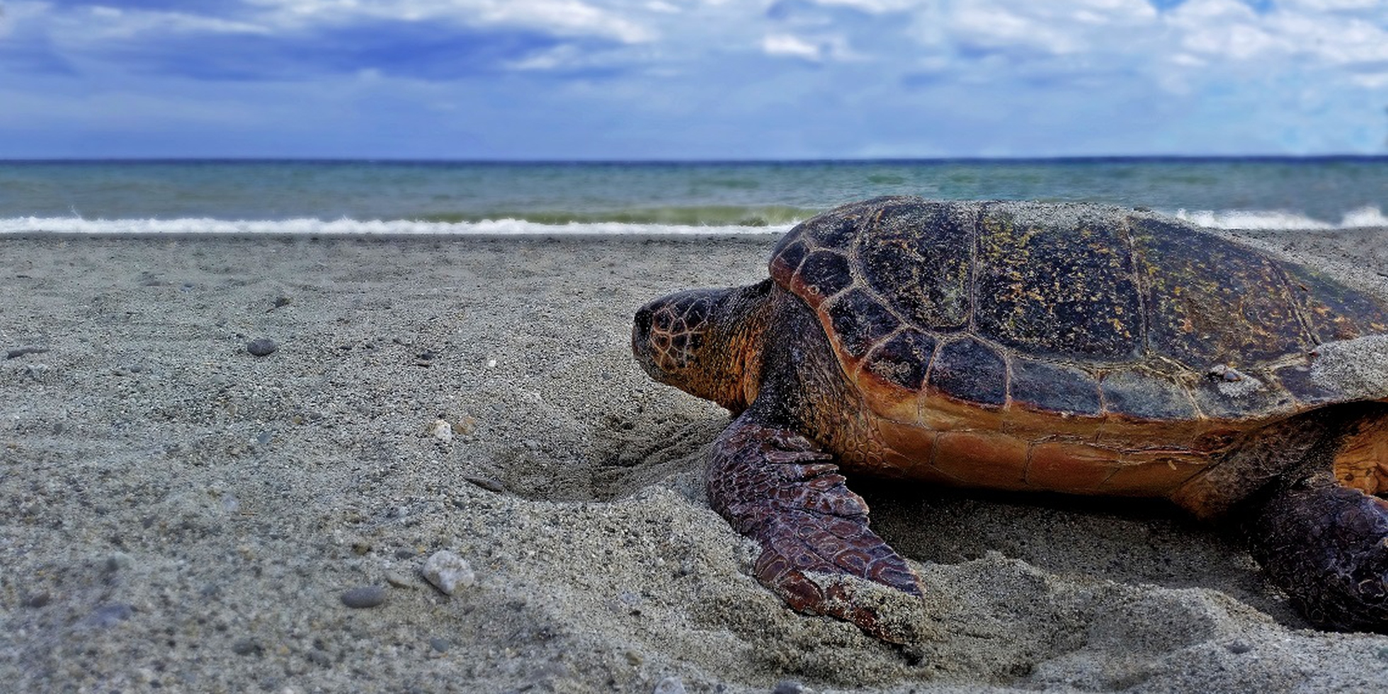 Il Primo Nido Di Caretta Caretta Del In Calabria Il Rifugio Segreto Delle Tartarughe