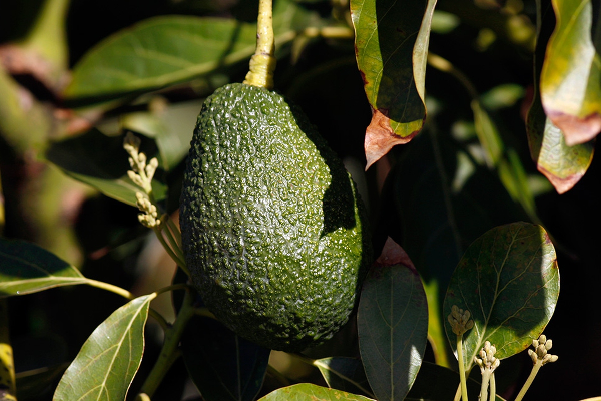 Come Si Mangia L Avocado Tra Ricette Caratteristiche E Proprieta