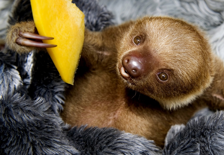 two-toed sloth