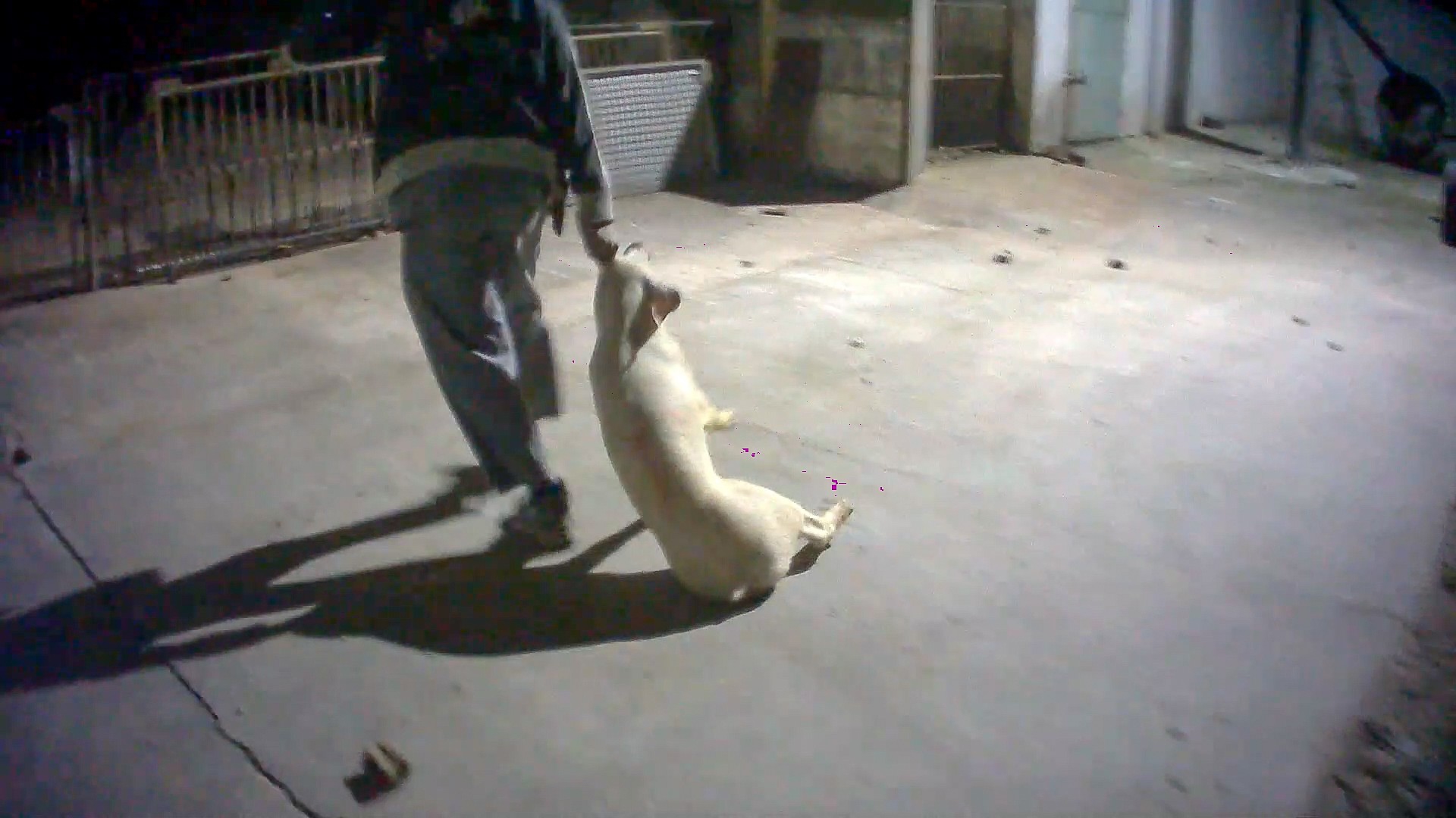 Un maiale trascinato