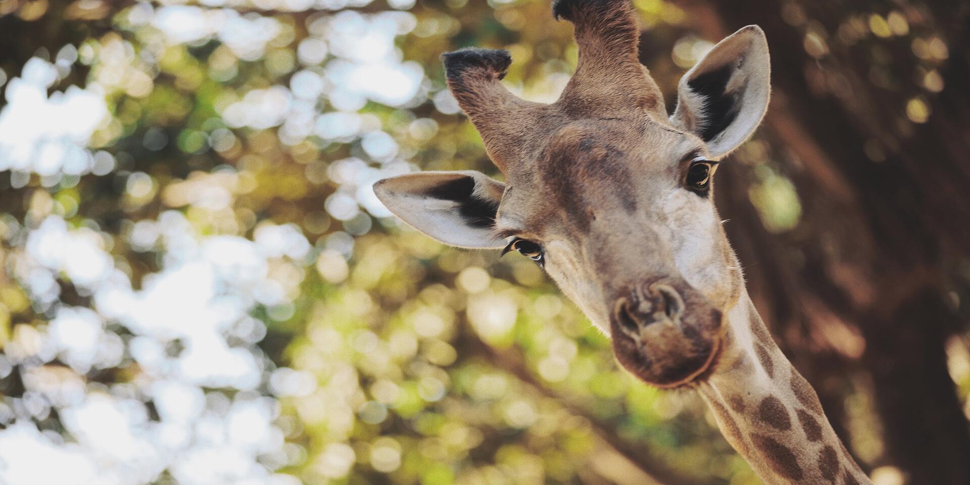 Le giraffe sono in grado di fare ragionamenti statistici LifeGate