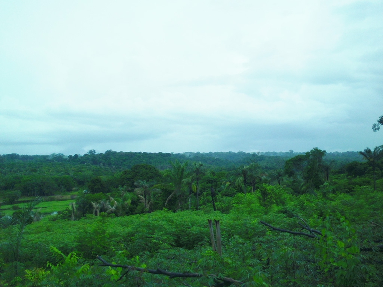 -floresta-de-la-area-del-projeto, san Pedro, foresta Amazzonica, one you one forest