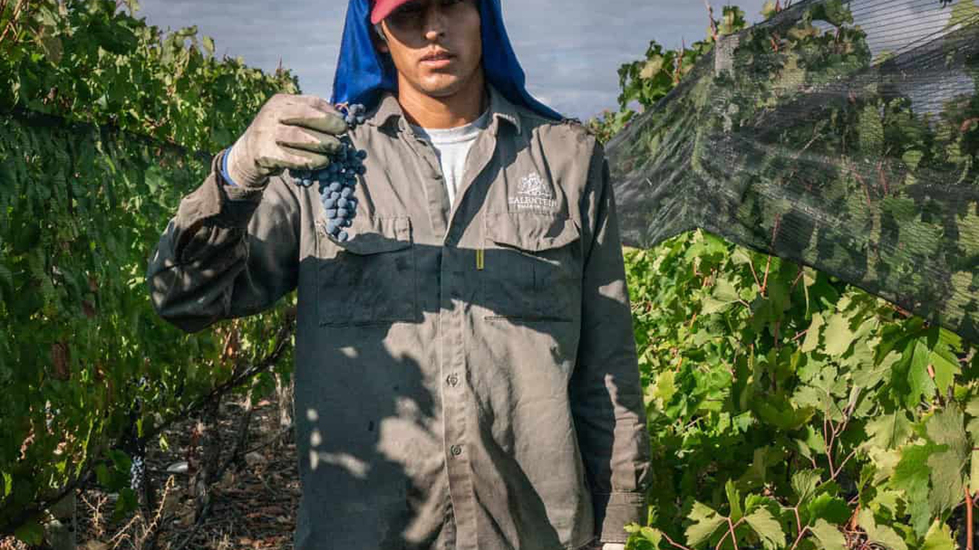 Vino y cambio climatico en Argentina