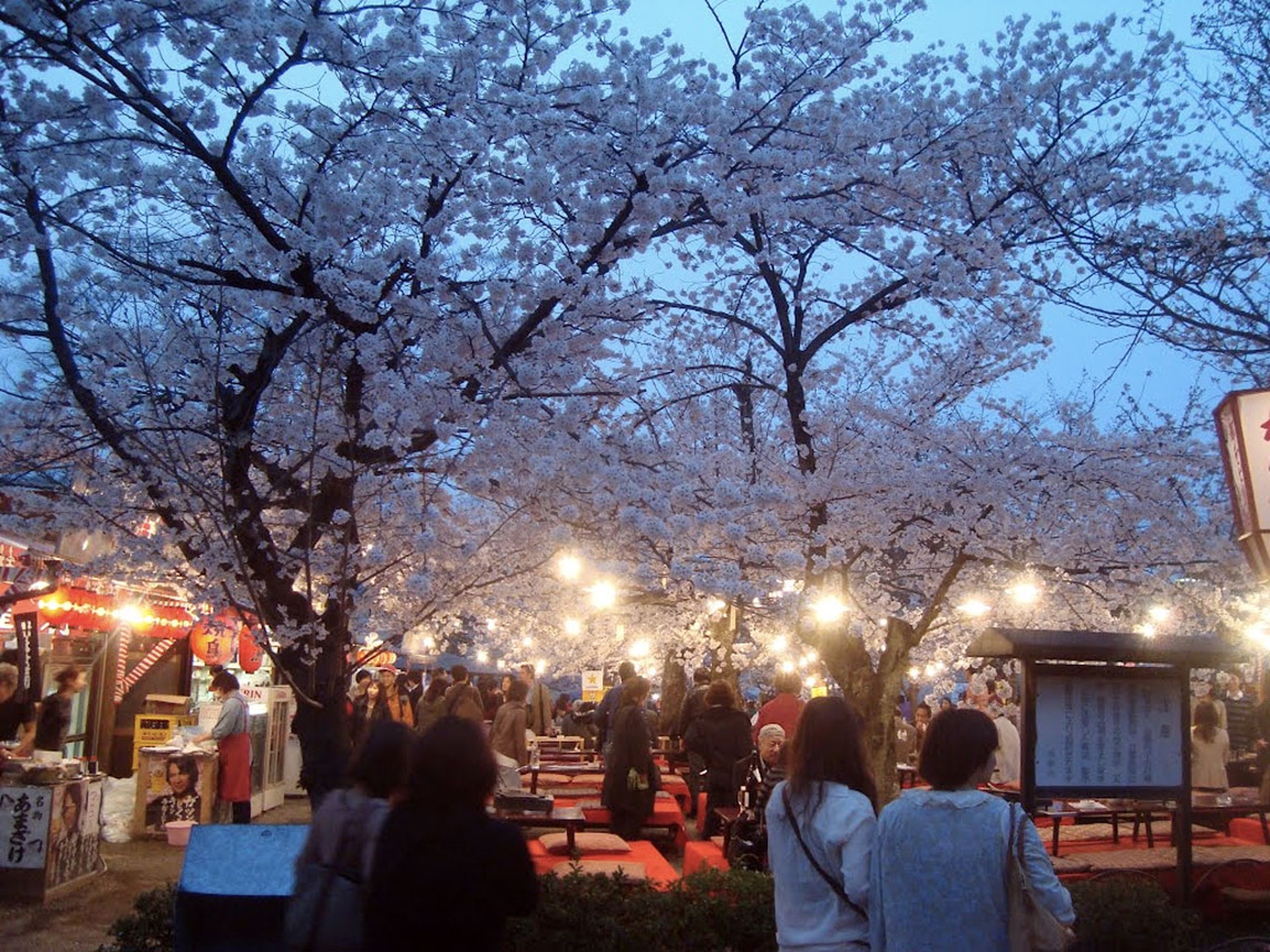 Hanami-at-Maruyama