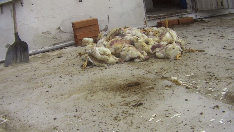 condizioni animali allevamenti