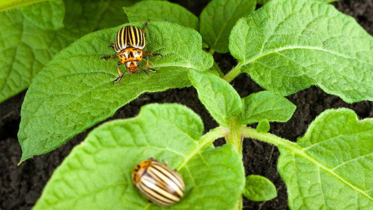 dorifora patata parassiti