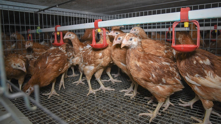 Polli in gabbia