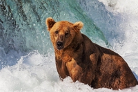 British Columbia has banned grizzly bear hunting, permanently