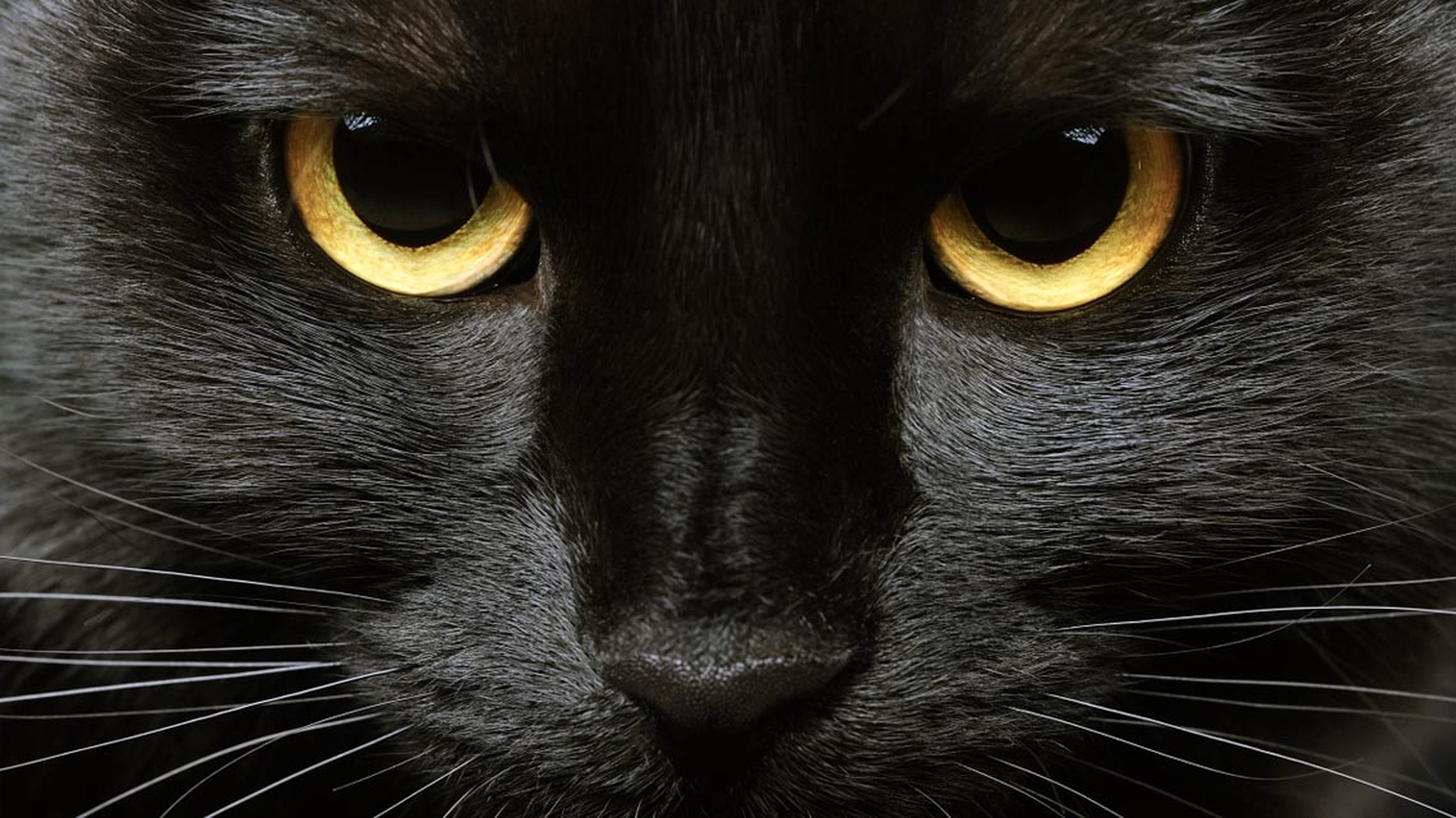 Il gatto nero è un talismano e porta fortuna. Ecco perché