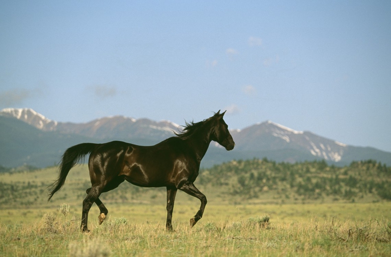 Il cavallo è un animale abitudinario: attenzione quindi ad atteggiamenti diversi dal solito