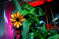 First space zinnia blooms. Why it brings us closer to Mars