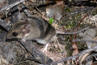 Australia, c’è ancora speranza per il raro marsupiale dell’Isola dei canguri