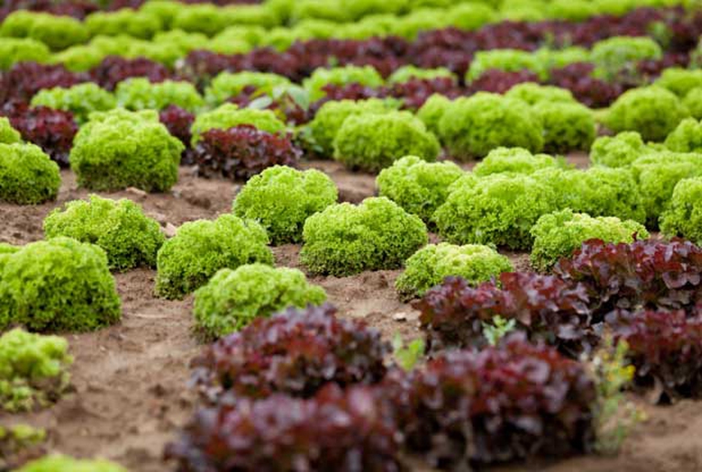 lattuga rossa e verde
