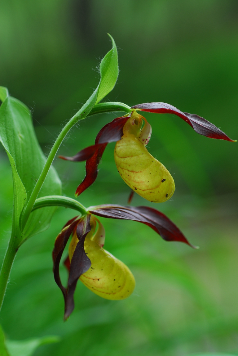 Scarpetta di Venere, uno dei magnifici sette