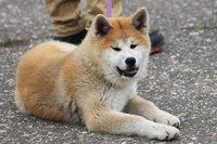 Akita inu, il cane dei samurai che arriva dal Giappone
