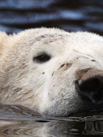 US judge reverses Trump’s order, reinstating Obama’s ban on Arctic drilling