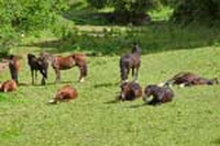 Cavallo. La nascita: il periodo prenatale