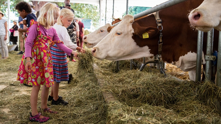 Due bambine con delle mucche