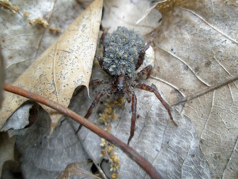 Ragno lupo con prole sulla schiena