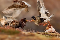 La lotta è protagonista nell’edizione 2015 del Wildlife photographer of the year