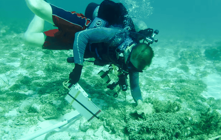 ricercatore conchiglie