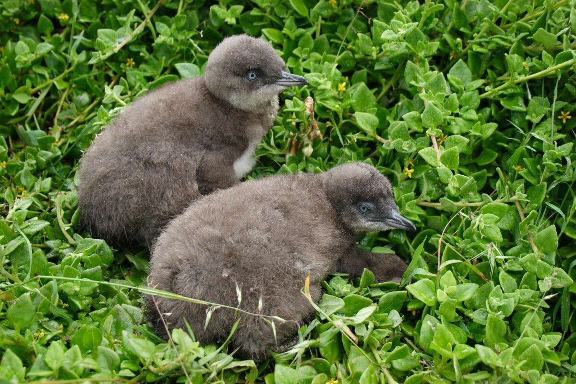 I pinguini dell'isola di Phillip
