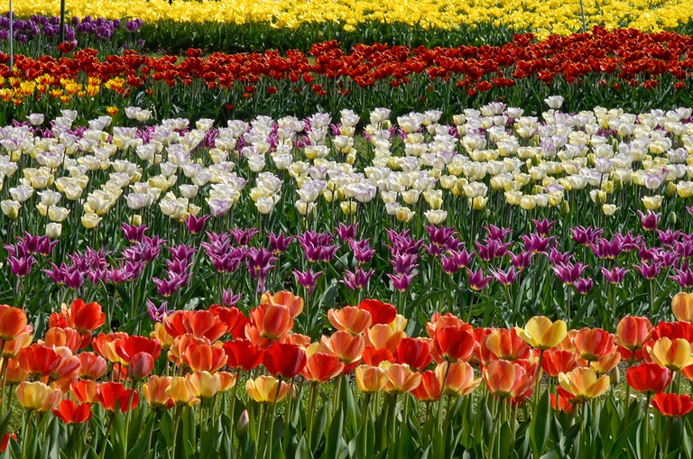 Labirinto di tulipani, Villa Taranto