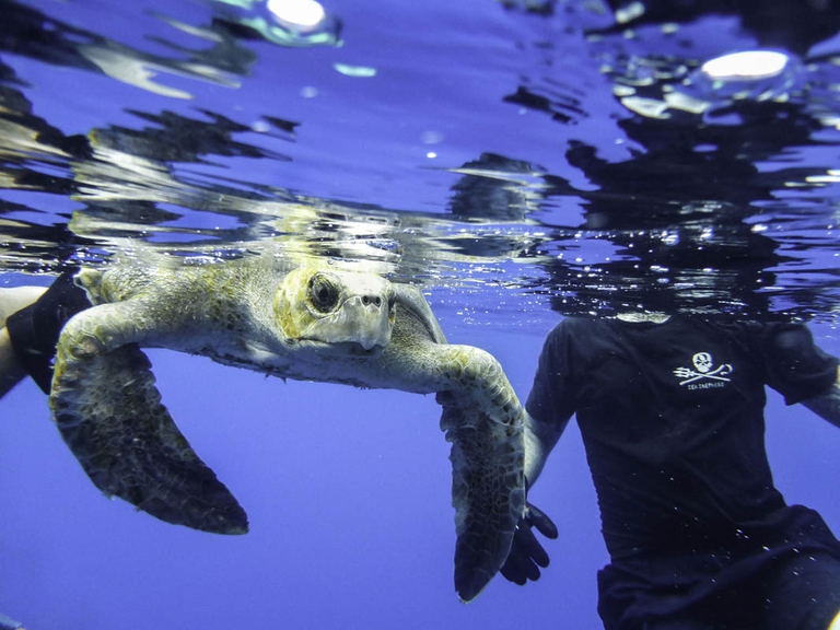 Saving a sea turtle, Sea Shepherd