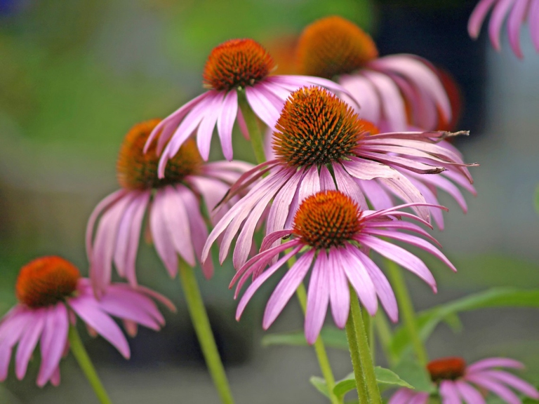 Coneflower