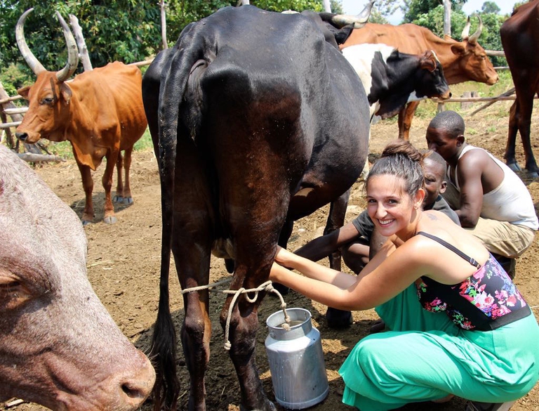 milking-cows