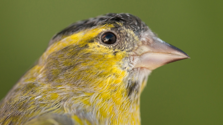 Un canarino di razza lizard. Questa razza è probabilmente quella più simile ai canarini selvatici. @Ingimage