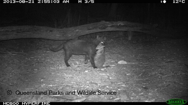 gatto cattura wallaby