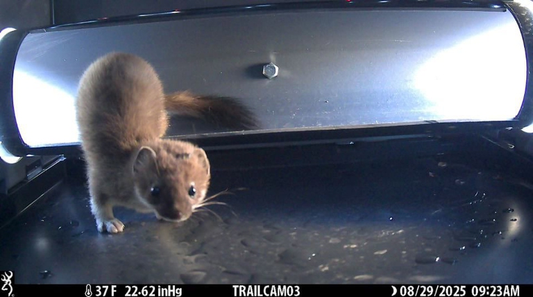 monitoraggio dell'ermellino