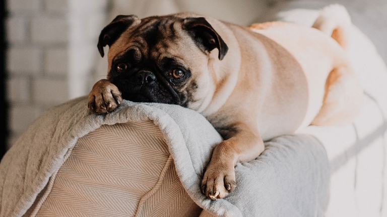 artrosi cani omeopatia