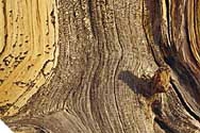 Com’è la tua energia legno